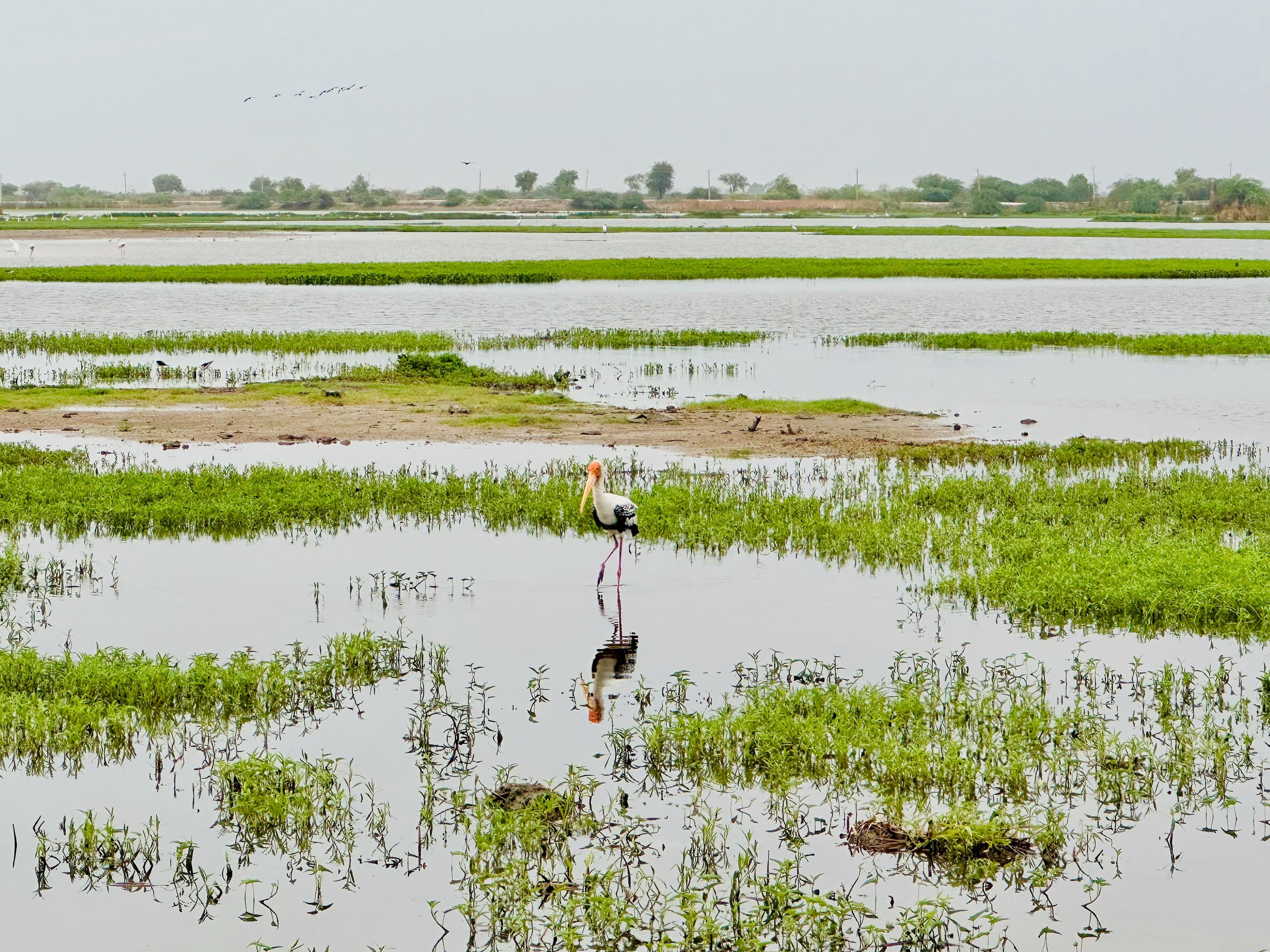 A Stork in the Wetlands
